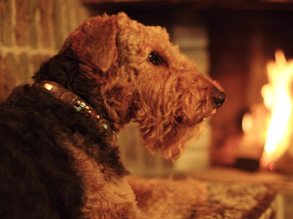 Auszeit für Zwei- und Vierbeiner – 3 Tage in Loßburg Halbpension