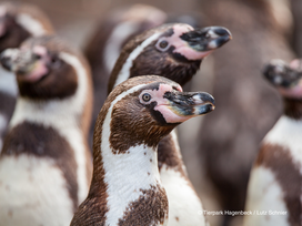 Tierpark und Tropen Aquarium Hagenbeck in Hamburg mit Hotel