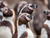 Tierpark und Tropen Aquarium Hagenbeck in Hamburg mit Hotel