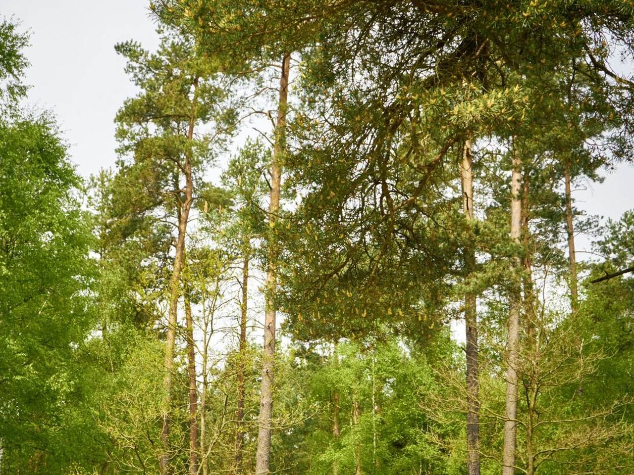 Wandern und Entdecken in der Lüneburger Heide