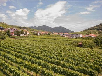 5 Tage Weingenuss in Niederösterreich mit HP