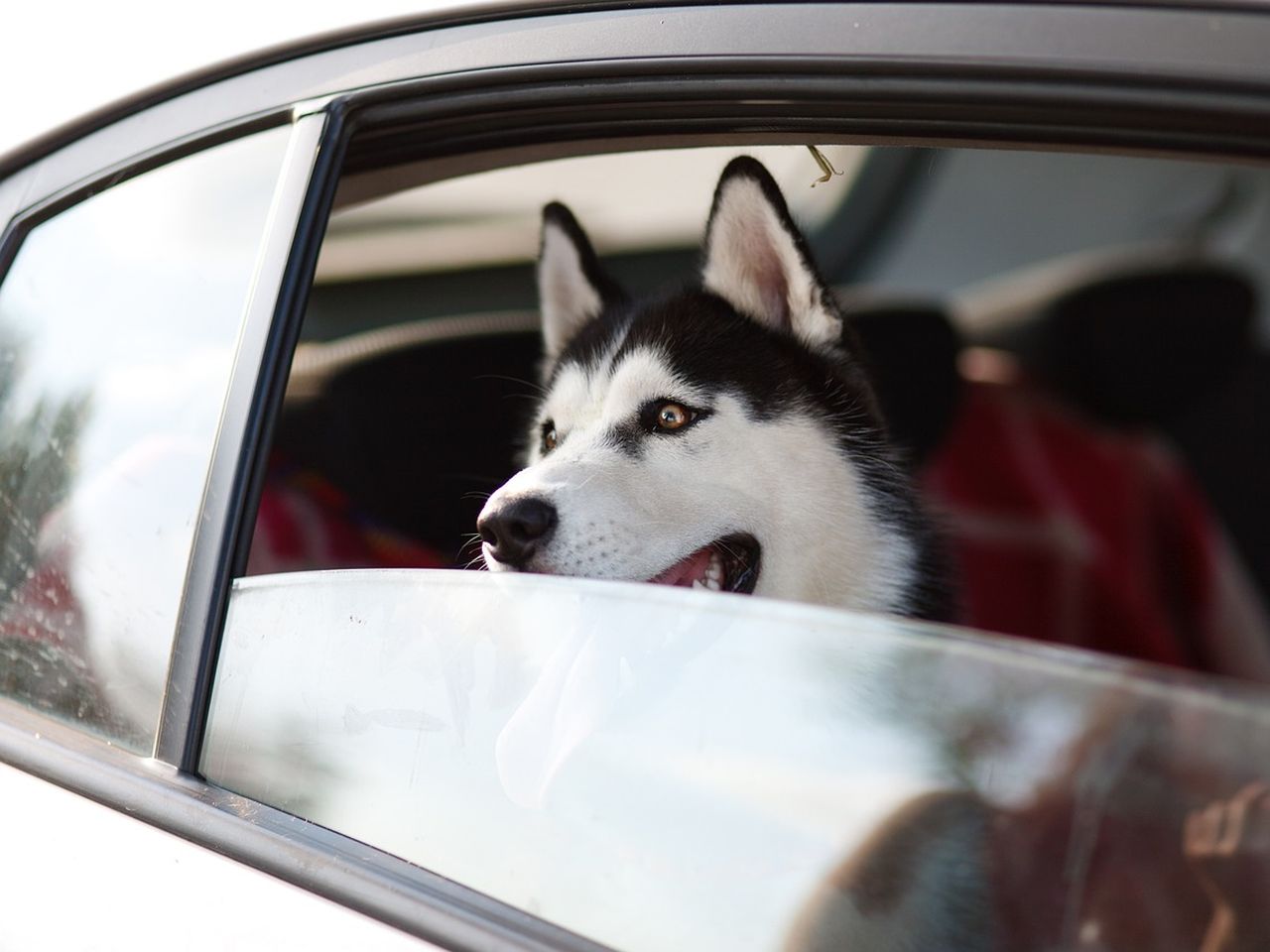 Urlaub mit Hund - Ferien auf vier Pfoten HP - 7 N