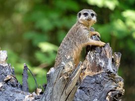 Serengeti Park Hodenhagen mit Hotel
