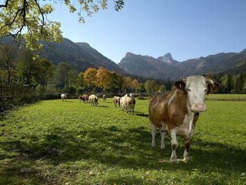 8 Wandertage im Chiemgau