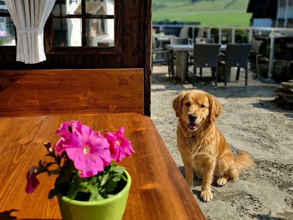 Auf vier Pfoten durch das Sauerland: 4 Tage Urlaub mit Hund in Willingen