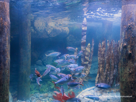OZEANEUM Stralsund mit Ticket und Hotel