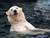 Erlebnis-Zoo Hannover mit Hotel