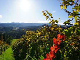 4 Tage zwischen den Weinbergen des Schilcherlandes