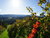 4 Tage zwischen den Weinbergen des Schilcherlandes