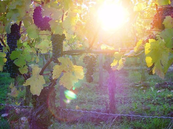 Fränkisches Weinland und Würzburg Special in Dettelbach Halbpension