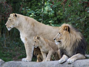 Mit Zebrastreifen auf Zoo-Streife - 3 Nächte Leipzig