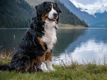 Freude auf 4 Pfoten St. Englmar mit dem Hund | 8T