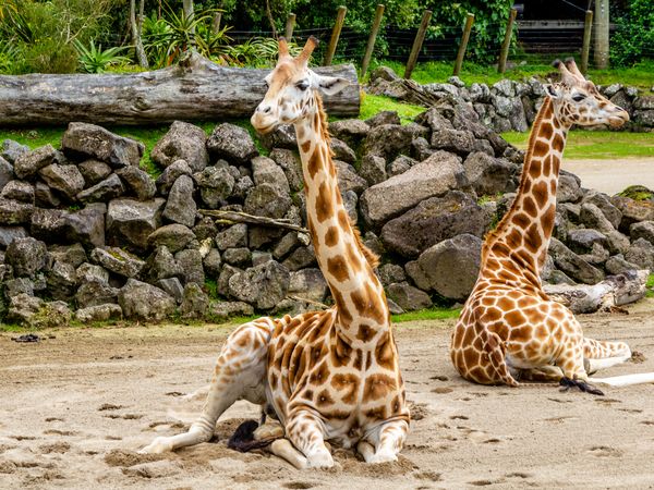 4 Tage Auszeit mit Zoo und Wellness im Saarland in Neunkirchen (Saar) inkl. Frühstück
