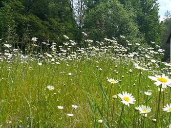 Herbsterwachen im Wald