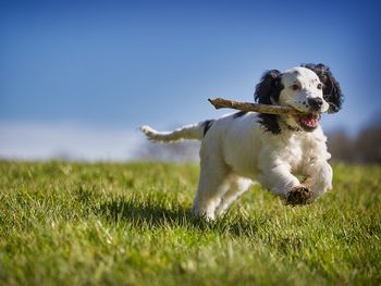 5 Tage Urlaub mit Hund in den Tiroler Bergen inkl. HP