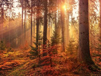 Schwarzwald-Herbst