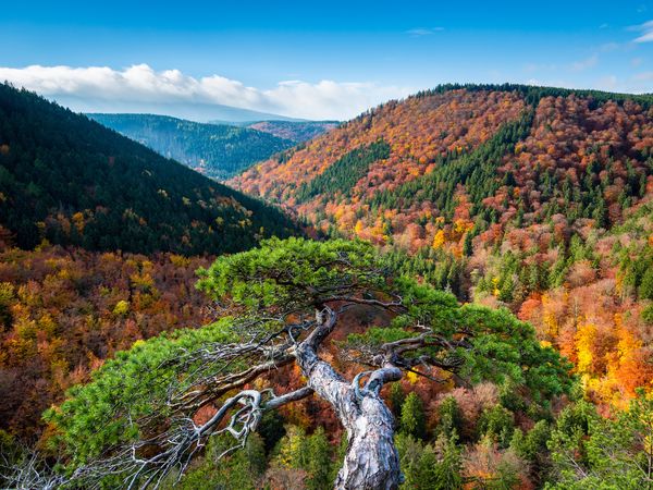 4 Tage Aktiv- und Wanderurlaub im schönen Harz in Braunlage, Niedersachsen inkl. Halbpension