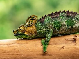 Wanderurlaub Pfälzerwald inkl. Halbpension | 5 Tage