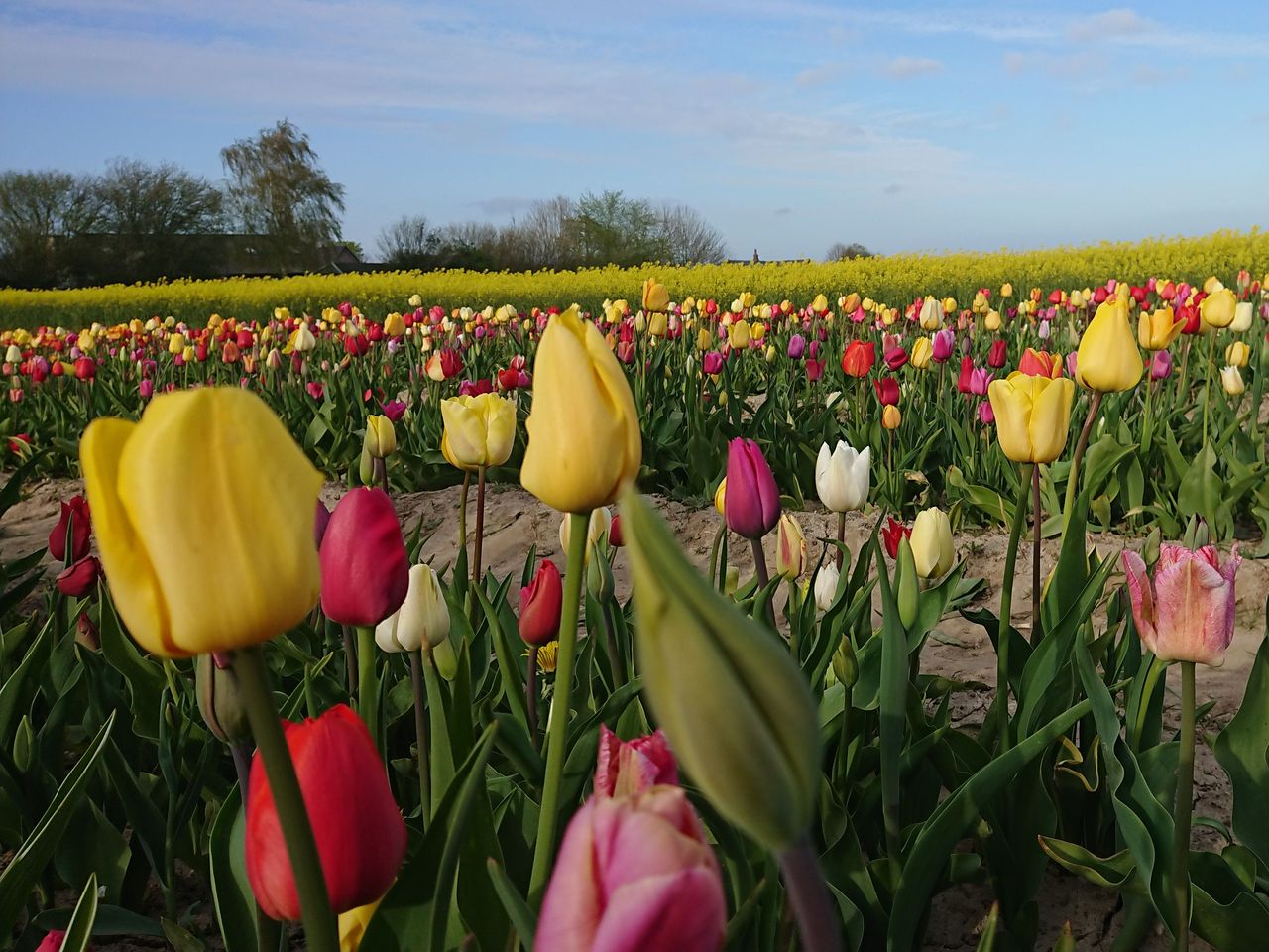 Ostern an der Schlei