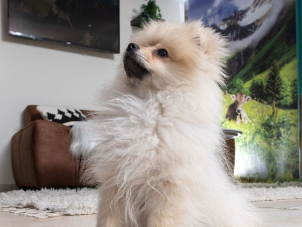 Allgäu mit Hund erleben – gemeinsam Natur erkunden in Wangen Frühstück