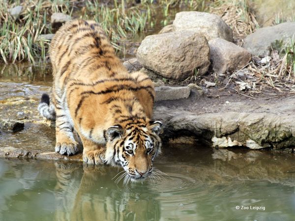 ACHAT Tierisches Vergnügen: Leipzig mit Zoo (1 ÜN) Frühstück
