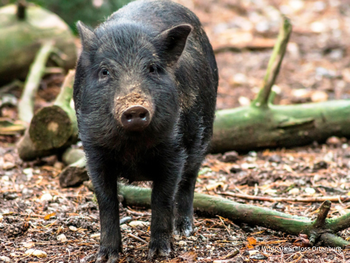 Wildpark Schloss Ortenburg