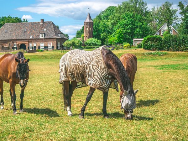 3 Tage Erholung am Fluss im Naturparadies Gelderland in Ooij inkl. Halbpension