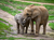 Opel-Zoo Tickets mit Hotel