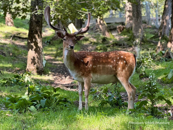 Wildpark Schloss Ortenburg