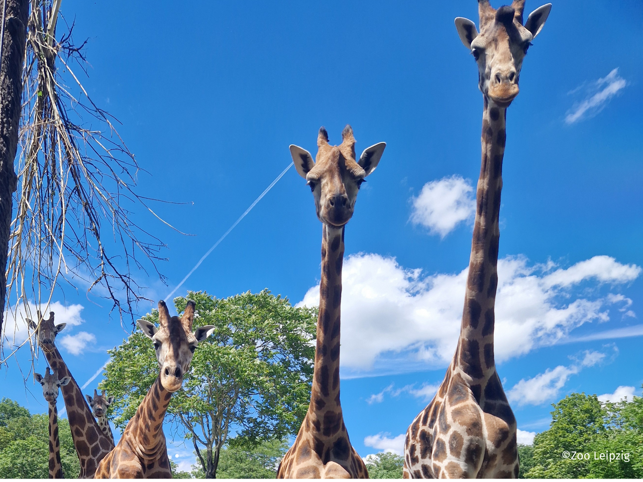 Zoo Leipzig mit Hotel