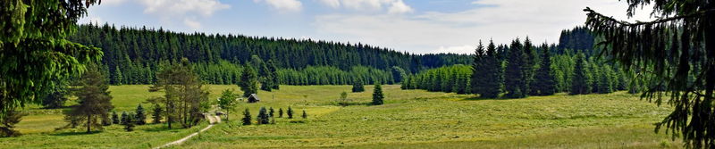 Weite Bergwiese mit einzelner Holzhütte am Rand eines dichten Fichtenwaldes