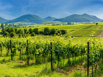 89 Euro-Sommer-Special - 3 Tage in der schönen Pfalz