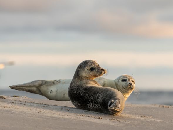 Ab auf die Insel! 9 Tage Nordsee-Urlaub auf Norderney mit Frühstück