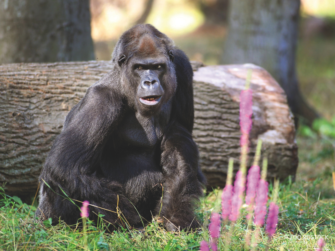 Zoo Rostock