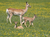 Opel-Zoo Tickets mit Hotel
