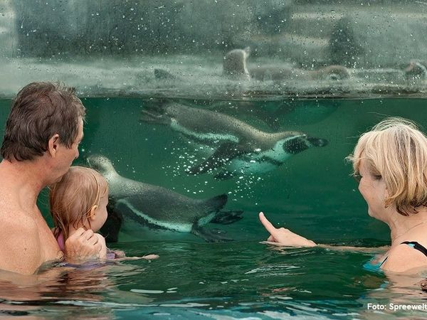 3 Tage Familienkurztrip inkl. Schwimmen mit Pinguinen in Kolkwitz Halbpension Plus