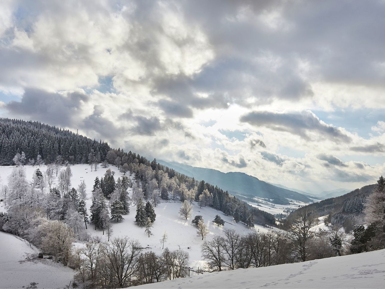 FrühlingsAufblühen im Schwarzwald