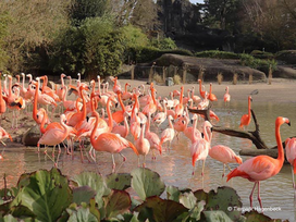Tierpark und Tropen Aquarium Hagenbeck in Hamburg mit Hotel