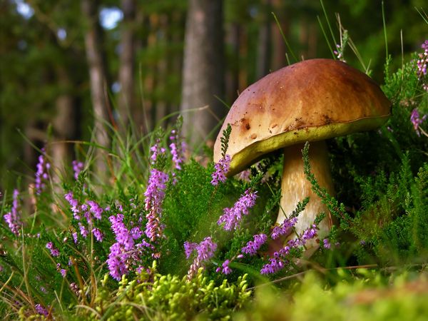 4 Seiffner Spartage zum Knaller Preis in Seiffen Halbpension Plus