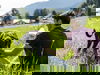 3 Tage veg. Bio-Familienkurzurlaub in den Alpen