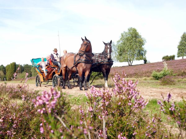 „Erfahren“ Sie die romantische Lüneburger Heide… in Bispingen Frühstück