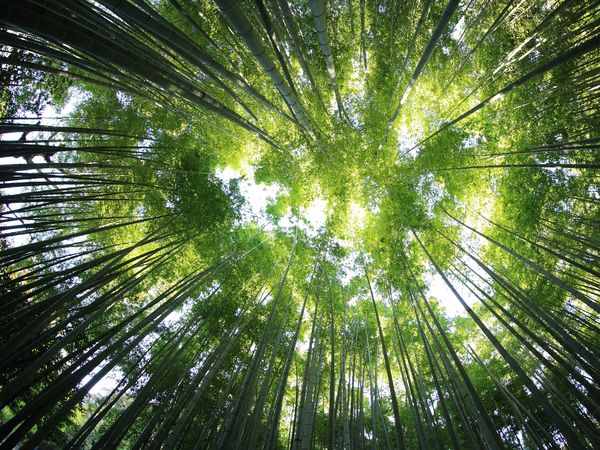 2 Tage Black Forest Love in Bad Herrenalb, Baden-Württemberg inkl. Frühstück