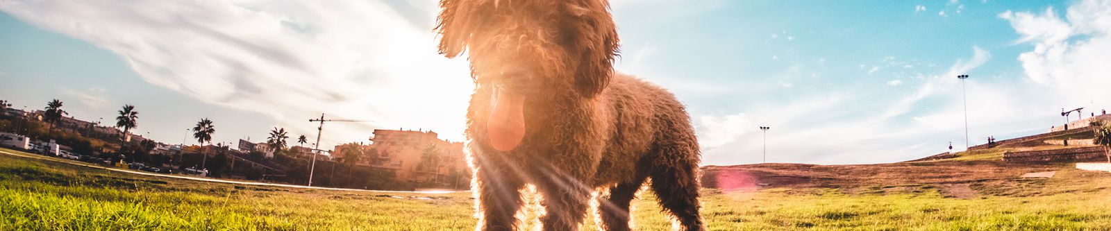 Hundefreundliche Städte