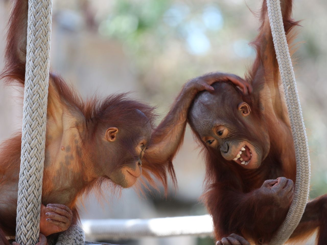 Rendezvous mit Affe, Tiger & Co im Tierpark Tatzmania