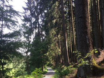 Pfingsten im Natur & Wander Hotel Gassbachtal