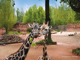 Zoo Hannover mit Übernachtung