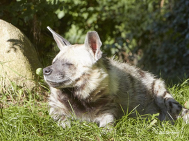 Zoo Schwerin mit Tageseintritt und Übernachtung