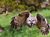 Tierpark Sababurg mit Hotel