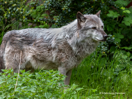 Erlebnis-Zoo Hannover mit Hotel