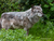 Erlebnis-Zoo Hannover mit Hotel